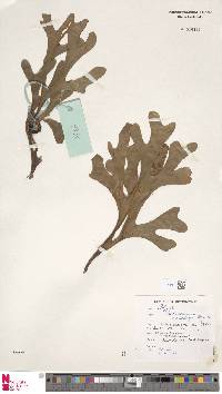 Platycerium ridleyi image