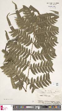 Pteridium revolutum image