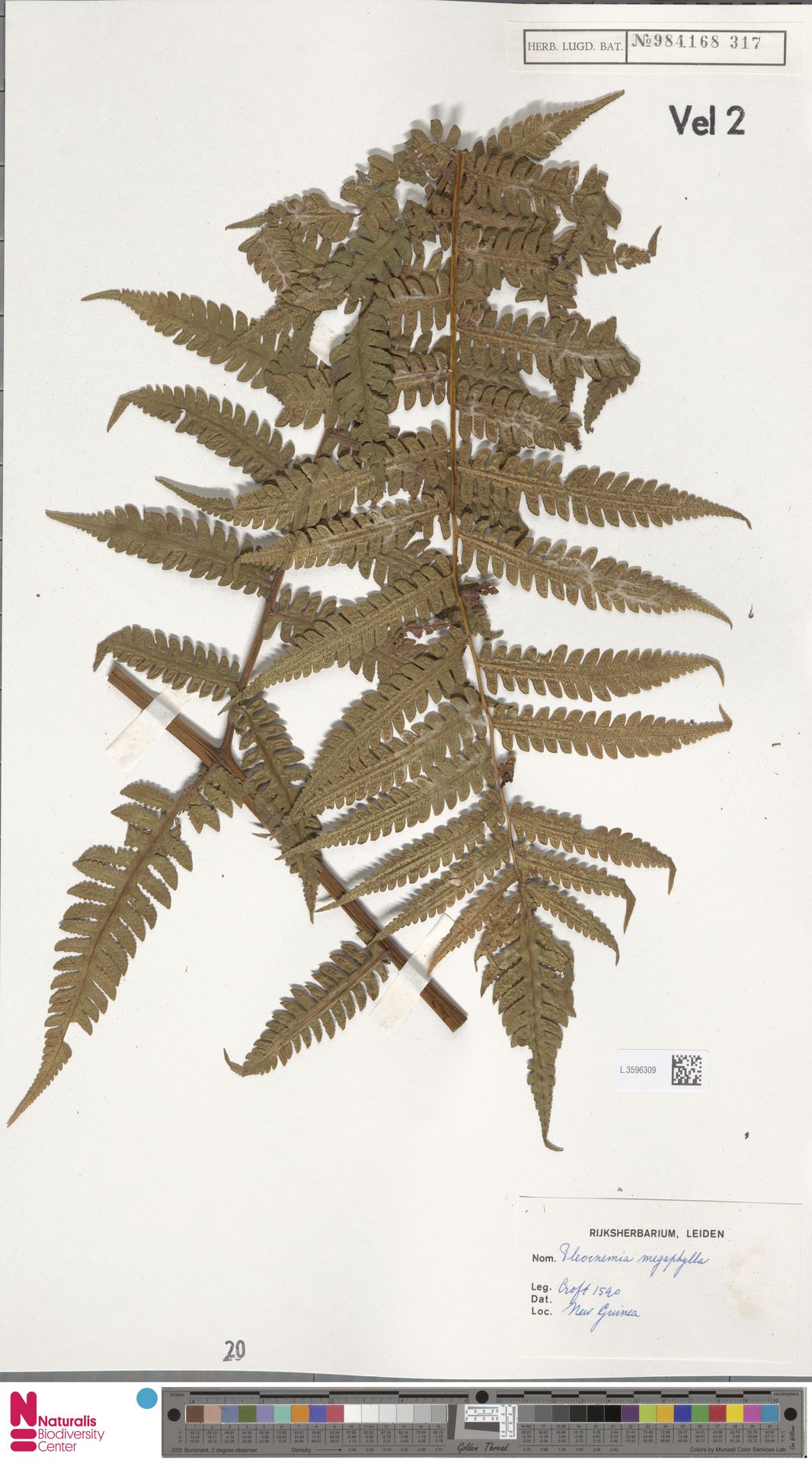 Pleocnemia megaphylla image