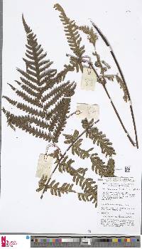 Image of Pleocnemia dahlii