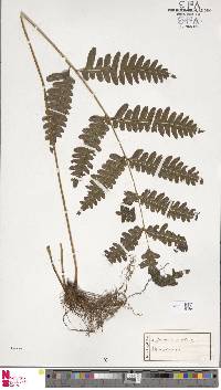 Pteris atrovirens image