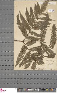 Pteris deflexa image