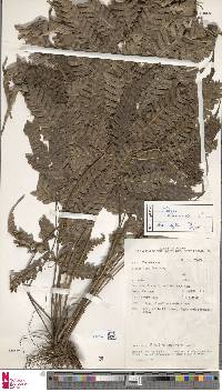 Pteris biaurita image