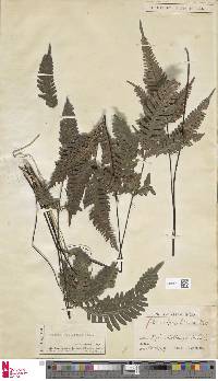 Pteris grevilleana image