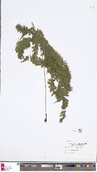 Pteris biaurita image