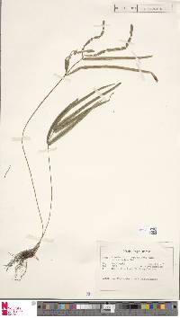 Pteris actiniopteroides image