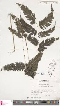 Pteridrys cnemidaria image