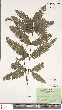 Pteris amoena image