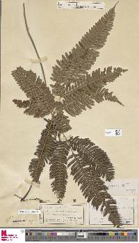 Pteris blumeana image