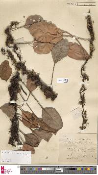 Pyrrosia abbreviata image