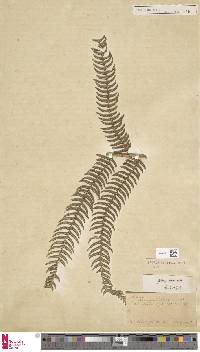 Pteris coriacea image