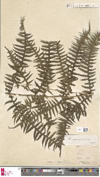 Image of Pteris consanguinea