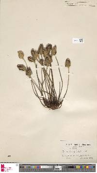 Image of Pterozonium cyclophyllum