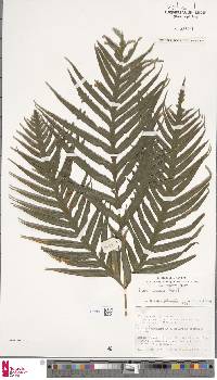 Pteris comans image