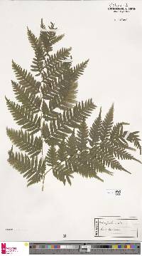 Pteris buchananii image