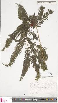 Image of Pteris catoptera