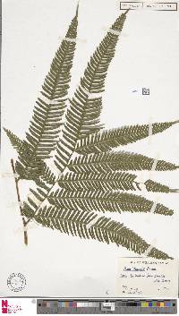 Pteris vaupelii image