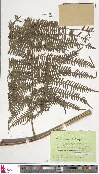 Pteris werneri image