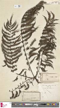 Pteris longipinnula image