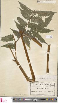 Pteris podophylla image