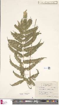 Pteris spinescens image