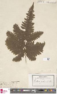 Pteris woodwardioides image