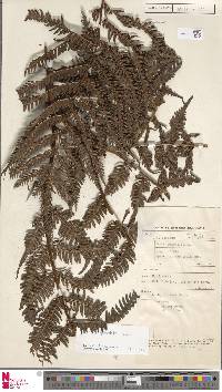 Pteris tripartita image