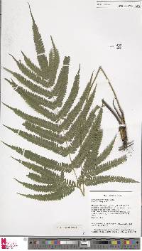 Pteris spinescens image