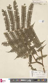 Pteris werneri image