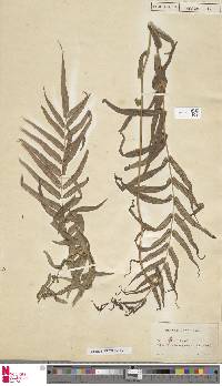 Pteris vittata image