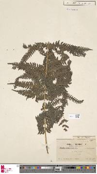 Pteris tripartita image