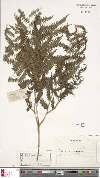 Pteris tripartita image