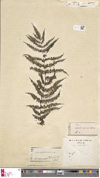 Pteris longipinnula image