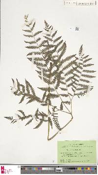 Pteris tripartita image