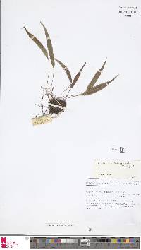 Selliguea albidosquamata image