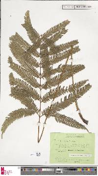 Pteris biaurita subsp. fornicata image