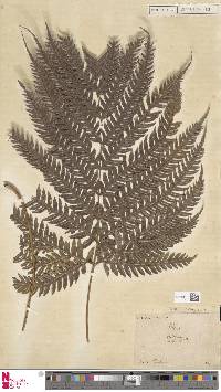 Pteris scabra image