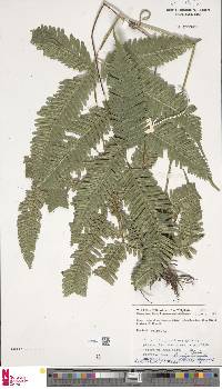 Pteris longipinnula image