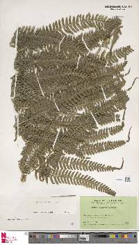 Pteris linearis image