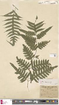 Pteris altissima image