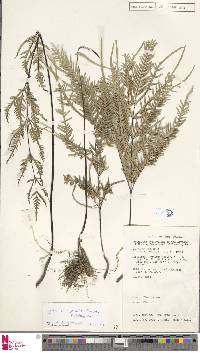 Pteris ligulata image