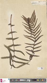 Pteris longifolia image