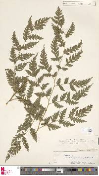 Pteris macilenta image