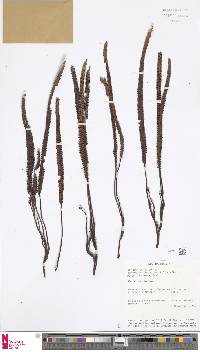 Stromatopteris moniliformis image