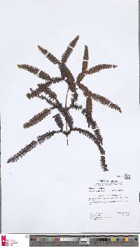 Sticherus jamaicensis image
