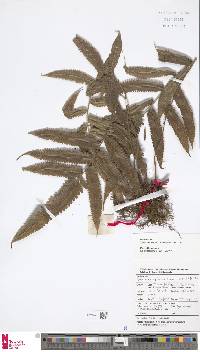 Sphaerostephanos larutensis image