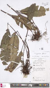 Syngramma quinata image