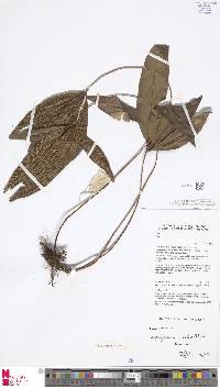 Syngramma quinata image