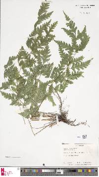 Pteris macilenta image