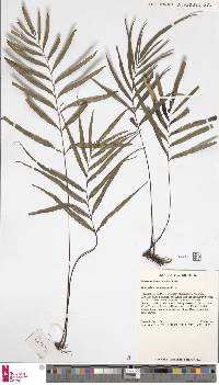 Tapeinidium acuminatum image